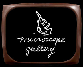 Microscope Gallery